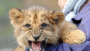 Uruguay dona leones a santuario felino en EEUU