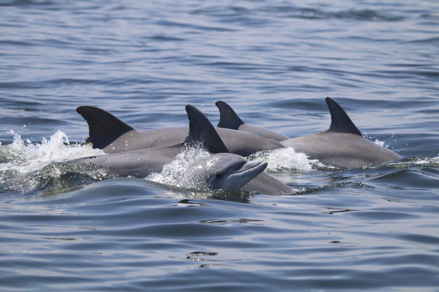 Los delfines son animales extremadamente juguetones y suelen nadar en estrecha proximidad