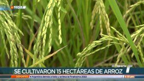 Aseguran que este año en Coclé se ha dado una buena producción de arroz