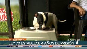 Preocupación e indignación por aumento de casos de crueldad animal