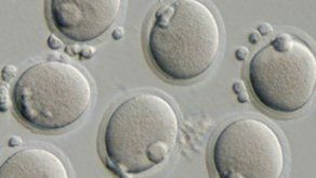 Modifican linfocitos de paciente para que ataquen a células leucémicas