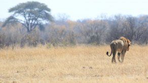 EEUU lanza estrategia para proteger a leones de África