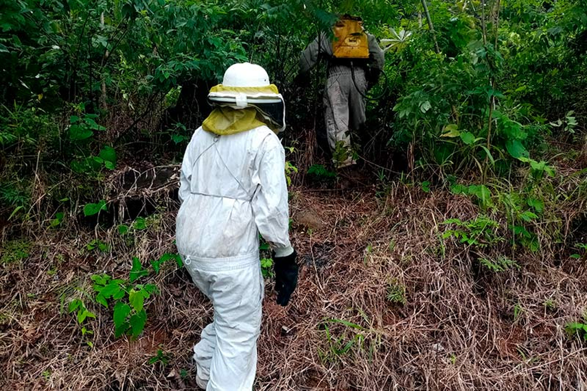 Bomberos Lanzan Campaña Educativa Acerca Ataques De Abejas Africanizadas