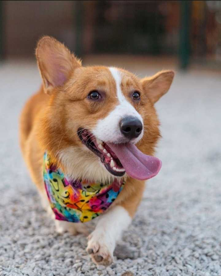 cuanto miden las patas de un corgi