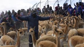 Bolivia es el segundo país de Sudamérica con la mayor población de vicuñas.