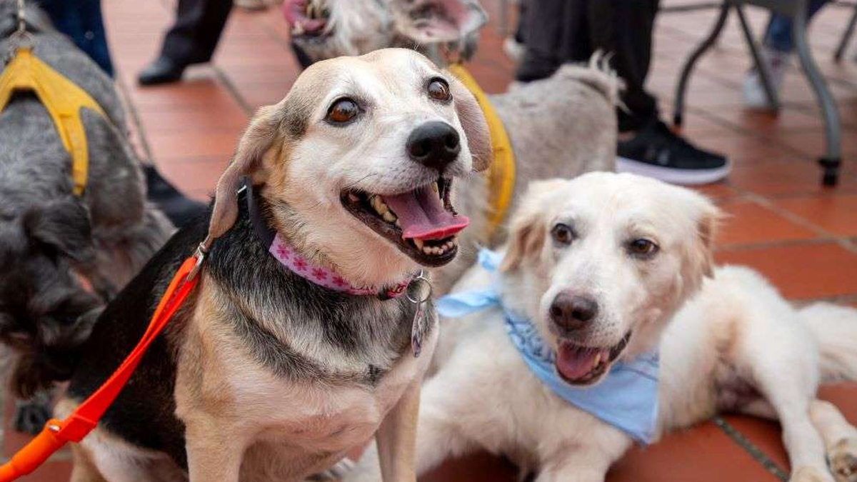Alcaldía de Panamá invita al AdoptaFest Alcaldía de Panamá invita al AdoptaFest