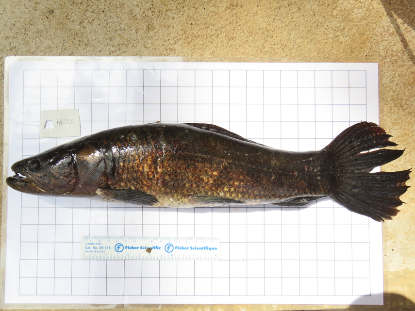 Investigadores encontraron dos especies de peces importantes de Panamá con mercurio.