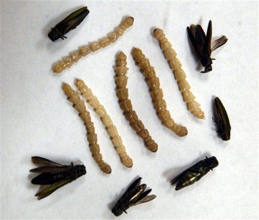 Plaga de escarabajo que mata fresnos afecta 15 estados de EEUU