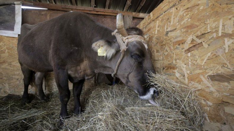 Bulgaria sentencia a muerte a vaca por ingresar ilegalmente