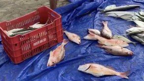 Tomada de la @ARAP_Panama