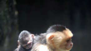 India suspende a un chofer de bus por dejar manejar a un mono