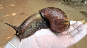 Caracol Gigante Africano.