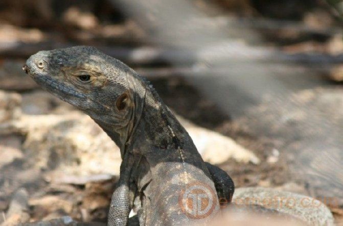 Diversidad de fauna en Isla Iguana