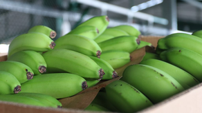 Bocas del Toro cuenta con la primera cosecha de banano de 2026