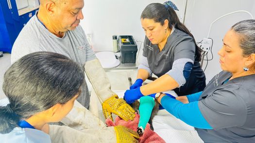 MiAmbiente operará a yaguarundí rescatado en Herrera. MiAmbiente operará a yaguarundí rescatado en Herrera.