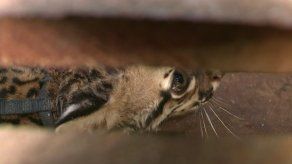 Hallan tigrillo en Nuevo Tocumen