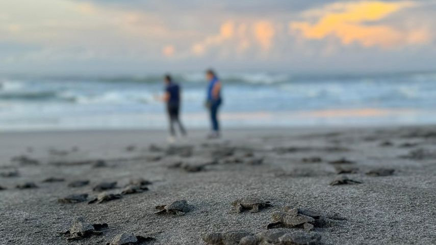 MiAmbiente libera 78 neonatos de tortuga