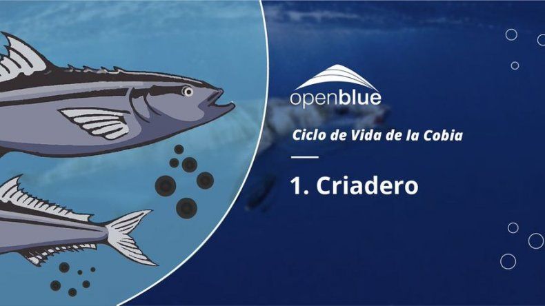 Panamá comercializará pescado y cerveza artesanal con su sello de exportación