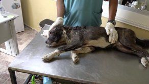 Perro en estado crítico tras recibir un machetazo en Colón