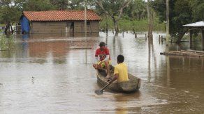 Inundación en amazonia merma producción castañera