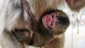 Sin ofender a la realeza: Bebé mono nipón se llamará Carlota