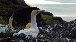 Muere en Nueva Zelanda el pájaro más solitario del mundo