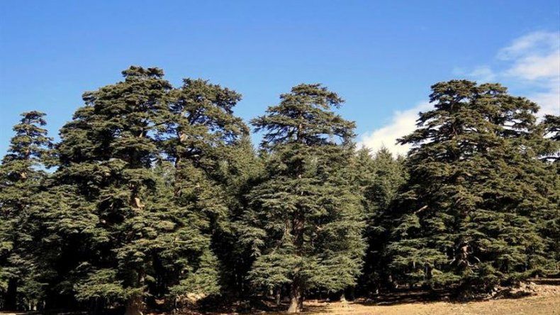 Los cedros marroquíes emigran a las cumbres por culpa del cambio climático