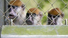 Cazan monos en Puerto Rico para evitar infecciones