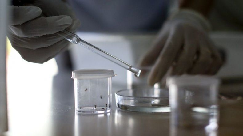 La OIEA realizará reunión de expertos en Brasil para combatir el zika