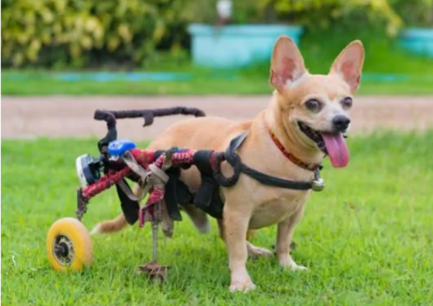 Perro con discapacidad móvil: ¿Cómo cuidarlos?