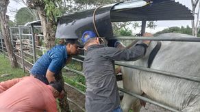 El MIDA impulsa el mejoramiento genético de la ganadería en Panamá Oeste El MIDA impulsa el mejoramiento genético de la ganadería en Panamá Oeste