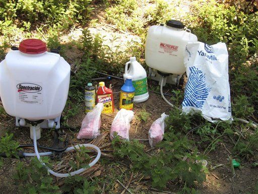 Carteles mexicanos producen marihuana en bosques EU