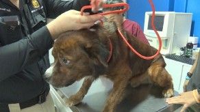 Un perro fue rescatado tras denuncia de maltrato animal en San Miguelito