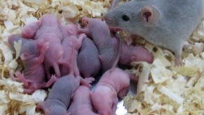 Ratones hembras mutilan los genitales de los machos por genética
