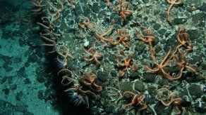 Hallan millones de estrellas de mar en volcán submarino