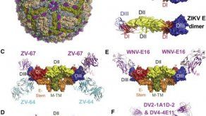 Científicos de EEUU localizan anticuerpos que protegen del zika