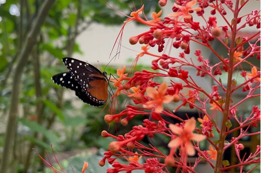 Valdés también es propietario del Mariposario Cerro La Vieja, un centro de ecoturismo y conservación, donde se crían alrededor de 40 especies nativas locales de orugas y mariposas. Valdés también es propietario del Mariposario Cerro La Vieja, un centro de ecoturismo y conservación, donde se crían alrededor de 40 especies nativas locales de orugas y mariposas.