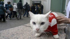 El gato Aquiles intentará emular al pulpo Paul en el Mundial de Rusia