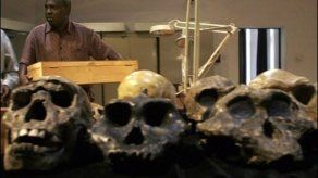 Descubren en Marruecos mandíbula completa de Homo erectus