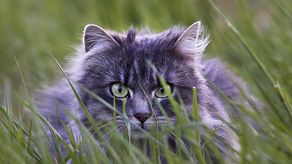 El decreto, que rige para todos los gatos del sur de la ciudad.