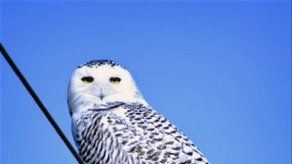 Búho famoso por Harry Potter aparece en EEUU