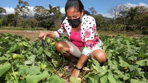 Conoce a la mujer rural que está produciendo alimentos en tiempo de pandemia