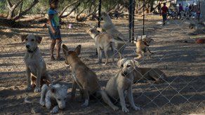 Al hombre se le decretó la medida cautelar personal de prohibición de no realizar actividades relacionadas con animales domésticos.