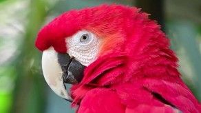 Extinción amenaza hasta a un millón de especies: ONU
