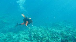 Expedición advierte del blanqueamiento masivo de corales en el Pacífico