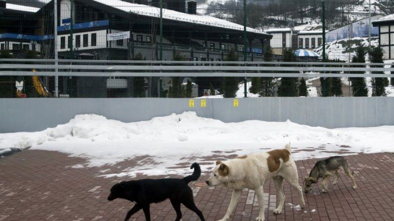 Matar perros callejeros, parte de preparativos para Juegos Olímpicos en Sochi