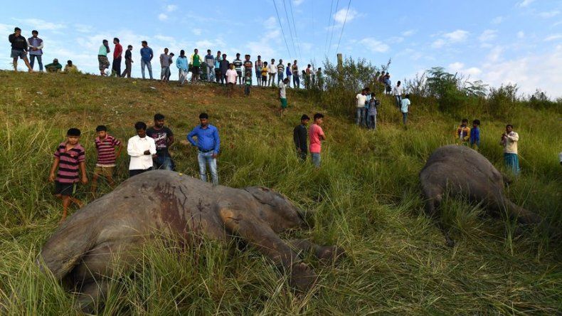 Cinco elefantes mueren atropellados por un tren en India