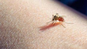 La malaria es una enfermedad infecciosa producida por el parásito Plasmodium y transmitida por la hembra del mosquito Anófeles.
