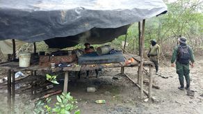 MiAmbiente desmantela campamento ilegal de tala