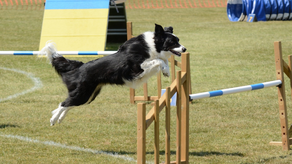 Concurso canino en Panamá